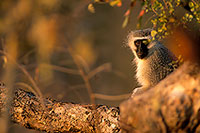 Monkey (Vervet), S. Africa, Kruger NP -  Singe vervet  14942
