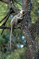 Monkey (Vervet), S. Africa, Kruger NP -  Singe vervet  14944
