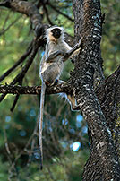 Monkey (Vervet), S. Africa, Kruger NP -  Singe vervet  14945