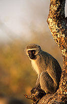 Monkey (Vervet), S. Africa, Kruger NP -  Singe vervet  14946