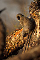 Monkey (Vervet), S. Africa, Kruger NP -  Singe vervet  14947
