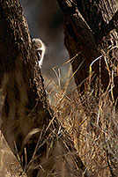 Monkey (Vervet), S. Africa, Kruger NP -  Singe vervet  14952