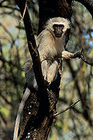 Monkey (Vervet), S. Africa, Kruger NP -  Singe vervet  14954