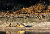 Monkey (Vervet), Moremi reserve, Botswana -  Singe vervet  14956