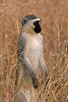 Monkey (Vervet), S. Africa, Kruger NP -  Singe vervet  14957