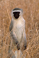 Monkey (Vervet), S. Africa, Kruger NP -  Singe vervet  14958