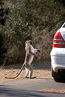 Monkey (Vervet), S. Africa, Kruger NP -  Singe vervet  14959
