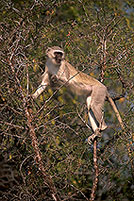 Monkey (Vervet), S. Africa, Kruger NP -  Singe vervet  14960