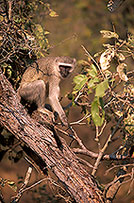 Monkey (Vervet), S. Africa, Kruger NP - Singe vervet 14961 Monkey (Vervet), S. Africa, Kruger NP - Singe vervet 14961