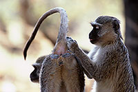Monkey (Vervet), S. Africa, Kruger NP -  Singe vervet  14968