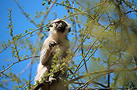 Monkey (Vervet), S. Africa, Kruger NP -  Singe vervet  14962