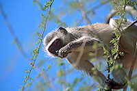 Monkey (Vervet), S. Africa, Kruger NP -  Singe vervet  14964