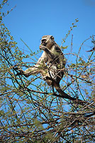 Monkey (Vervet), S. Africa, Kruger NP -  Singe vervet  14965