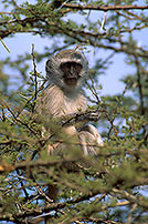 Monkey (Vervet), S. Africa, Kruger NP -  Singe vervet  14966