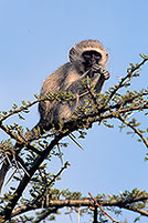 Monkey (Vervet), S. Africa, Kruger NP -  Singe vervet  14967