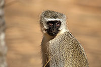 Monkey (Vervet), S. Africa, Kruger NP -  Singe vervet  14969