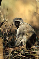 Monkey (Vervet), S. Africa, Kruger NP -  Singe vervet  14970