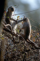 Monkey (Vervet), S. Africa, Kruger NP -  Singe vervet  14972
