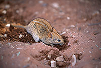 Mouse (Striped), Sossusvlei, Namibia - Souris rayée, desert du Namib  14974