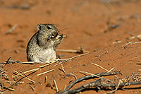 Brant's Whistling Rat, Kalahari, S. Africa - Rat Siffleur de Bra