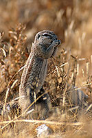 Ground Squirrel, Etosha NP, Namibia - Ecureuil fouisseur du Cap 15040