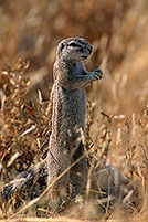 Ground Squirrel, Etosha NP, Namibia - Ecureuil fouisseur du Cap   15041