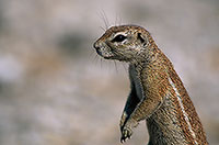 Ground Squirrel, Etosha NP, Namibia - Ecureuil fouisseur du Cap  15043