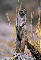Ground Squirrel, Etosha NP, Namibia - Ecureuil fouisseur du Cap  15044