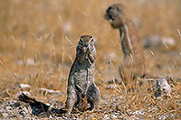 Ground Squirrel, Etosha NP, Namibia - Ecureuil fouisseur du Cap  15047