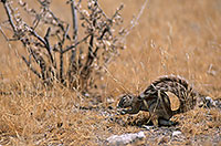 Ground Squirrel, Etosha NP, Namibia - Ecureuil fouisseur du Cap  15049