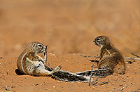 Ground Squirrel, Kalahari-Gemsbok NP, S. Africa - Ecureuil fouisseur du Cap  15051