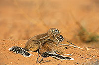 Ground Squirrel, Kalahari-Gemsbok NP, S. Africa - Ecureuil fouisseur du Cap  15053