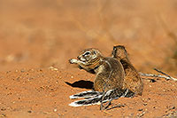 Ground Squirrel, Kalahari-Gemsbok NP, S. Africa - Ecureuil fouisseur du Cap  15056