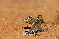 Ground Squirrel, Kalahari-Gemsbok NP, S. Africa - Ecureuil fouisseur du Cap 15056 Ground Squirrel, Kalahari-Gemsbok NP, S. Africa - Ecureuil fouisseur du Cap 15056