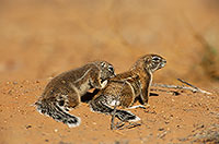 Ground Squirrel, Kalahari-Gemsbok NP, S. Africa - Ecureuil fouisseur du Cap  15054