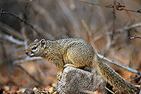 Tree Squirrel, Kruger NP, S. Africa -  Ecureuil de Smith (de brousse)  15057