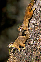 Tree Squirrel, Kruger NP, S. Africa -  Ecureuil de Smith (de brousse)  15058