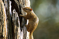 Tree Squirrel, Kruger NP, S. Africa -  Ecureuil de Smith (de brousse)  15061
