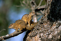 Tree Squirrel, Kruger NP, S. Africa -  Ecureuil de Smith (de brousse)  15066