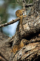 Tree Squirrel, Kruger NP, S. Africa -  Ecureuil de Smith (de brousse)  15069