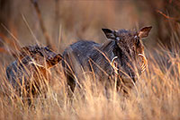 Warthog, Kruger Park, S. Africa -  Phacochère  15086