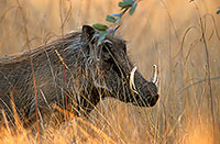 Warthog, Kruger Park, S. Africa -  Phacochère  15088