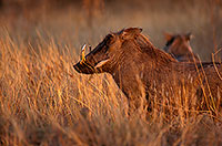 Warthog, Kruger Park, S. Africa -  Phacochère  15090