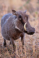 Warthog, Kruger Park, S. Africa -  Phacochère  15091