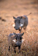 Warthog, Kruger Park, S. Africa -  Phacochère  15093