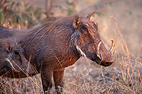 Warthog, Kruger Park, S. Africa - Phacochère 15094 Warthog, Kruger Park, S. Africa - Phacochère 15094