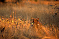 Warthog, Kruger Park, S. Africa -  Phacochère  15095