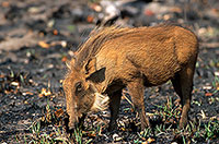 Warthog, Kruger Park, S. Africa -  Phacochère  15098