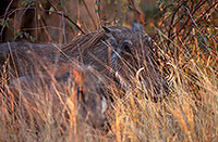 Warthog, Kruger Park, S. Africa -  Phacochère  15100