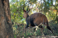 Bushbuck, Kruger NP, S. Africa -  Guib harnaché 14482